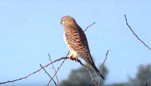 ����� ���������